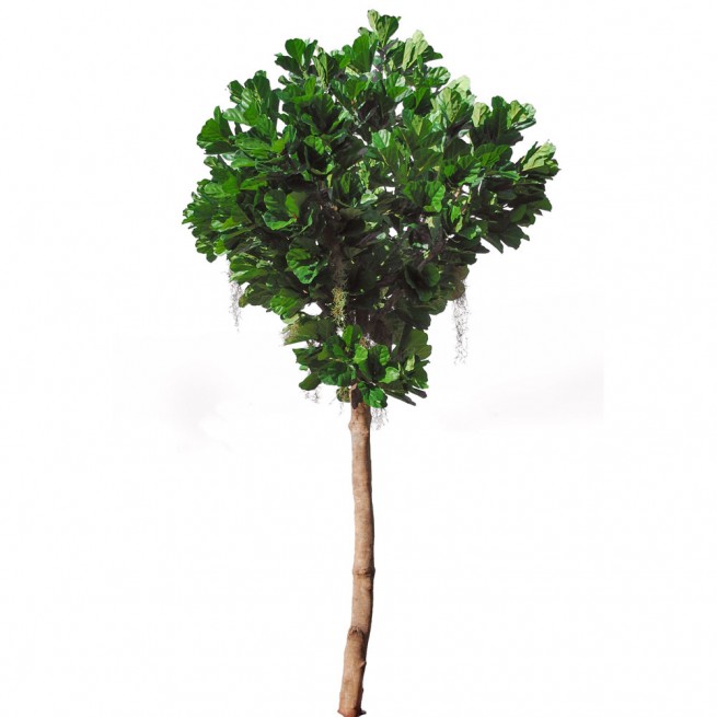 Planta semi-artificiala Ila, Ficus Lyrata Gigantea Green - 400 cm